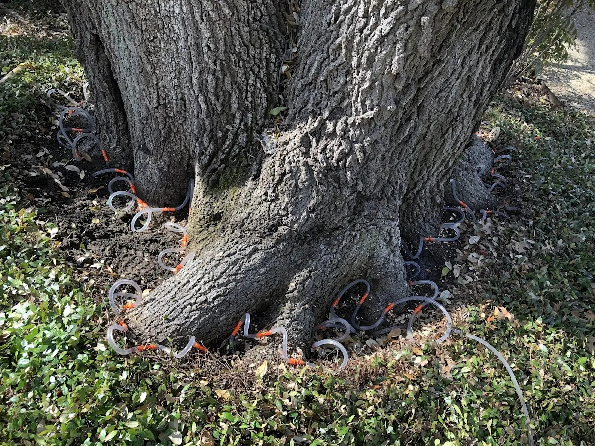 Detailed Shrub and Hedge Trimming job site in Larose