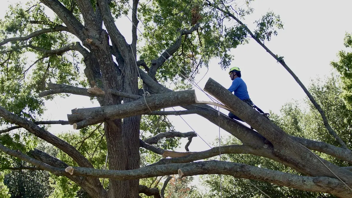 Professional Hazardous Tree Removal performed by certified arborists in Larose