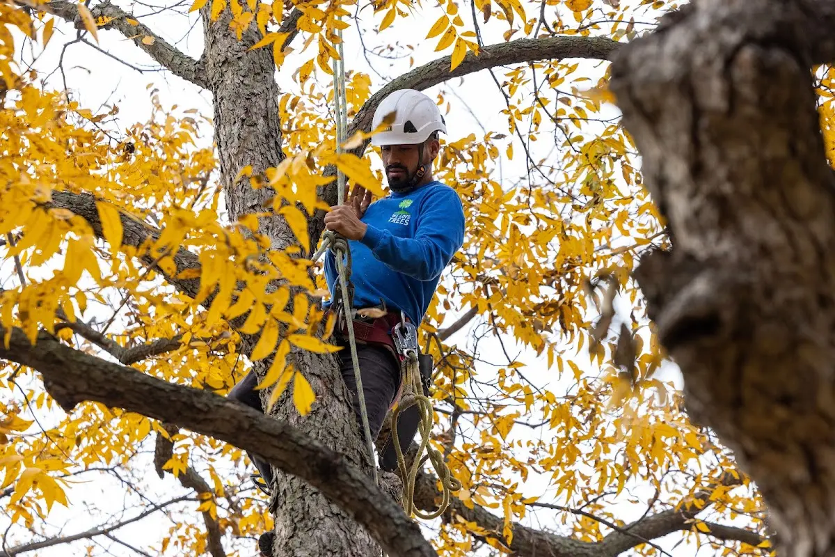Skilled Tree Pruning crew working in Larose